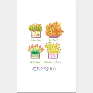 Four Crassula succulents Posters and Art